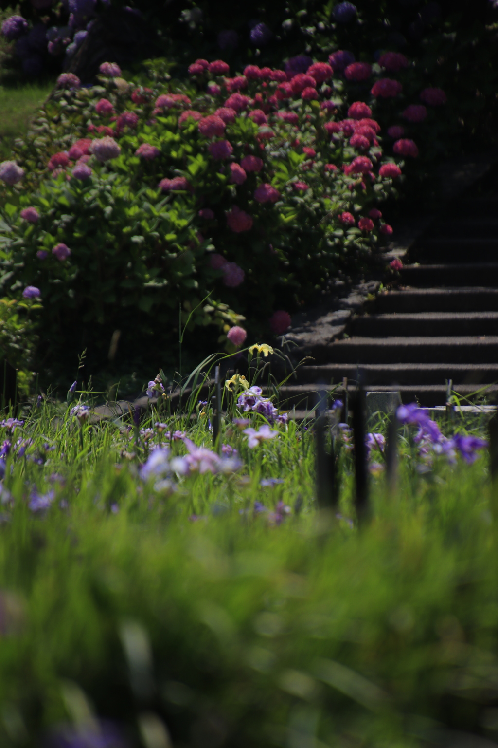 花菖蒲、紫陽花2