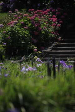 花菖蒲、紫陽花2