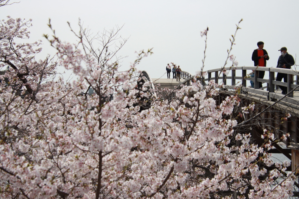 錦帯橋と桜3