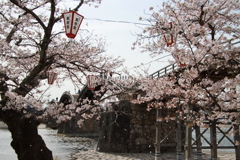 錦帯橋と桜2