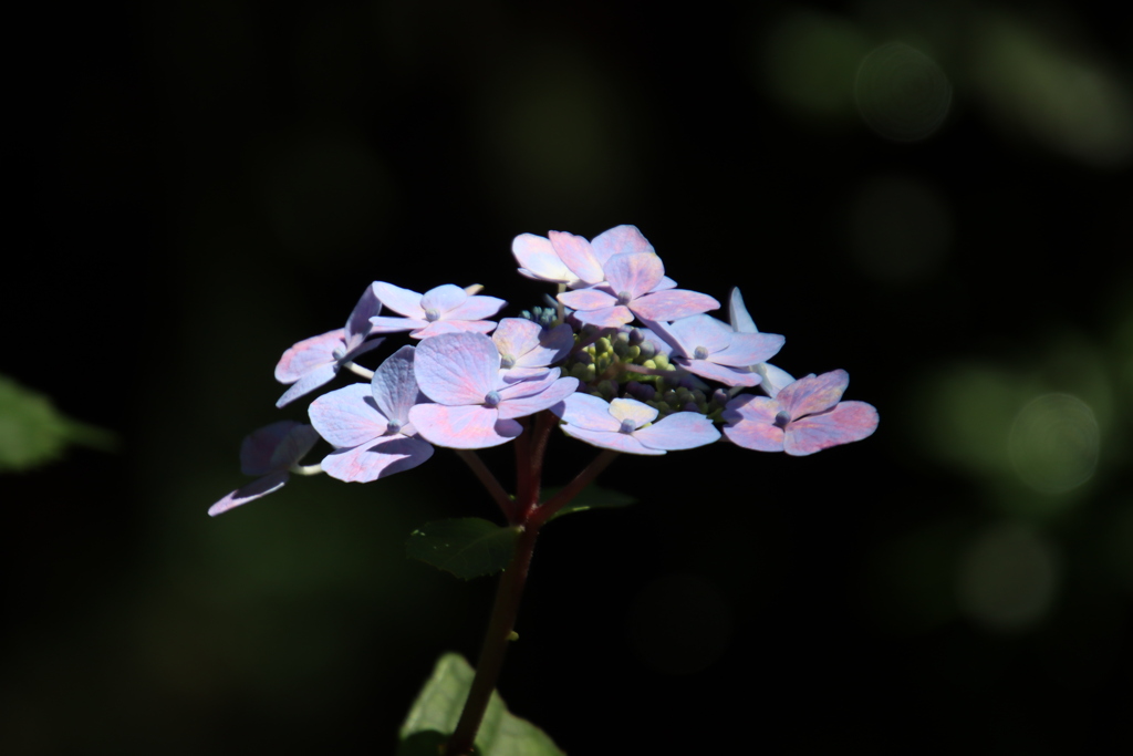紫陽花2