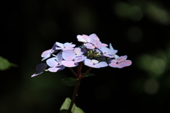 紫陽花2