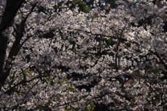 満開の桜3