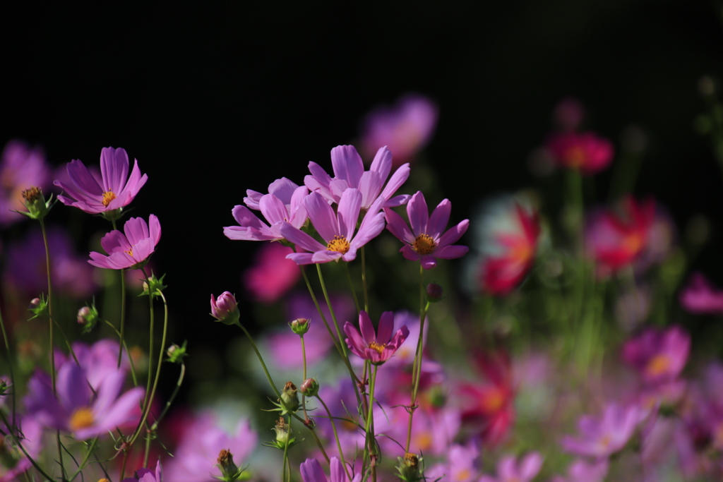 コスモス3