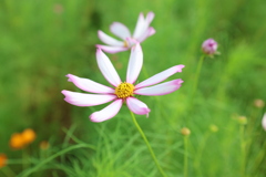 秋桜