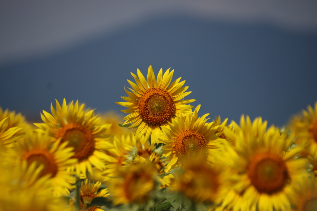 花の海ひまわり畑5