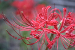 曼珠沙華4