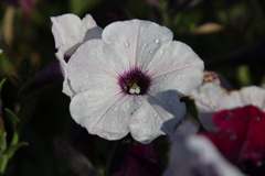 ペチュニア２