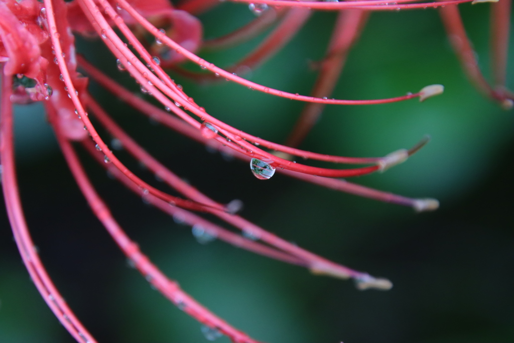 雨上がりの彼岸花5