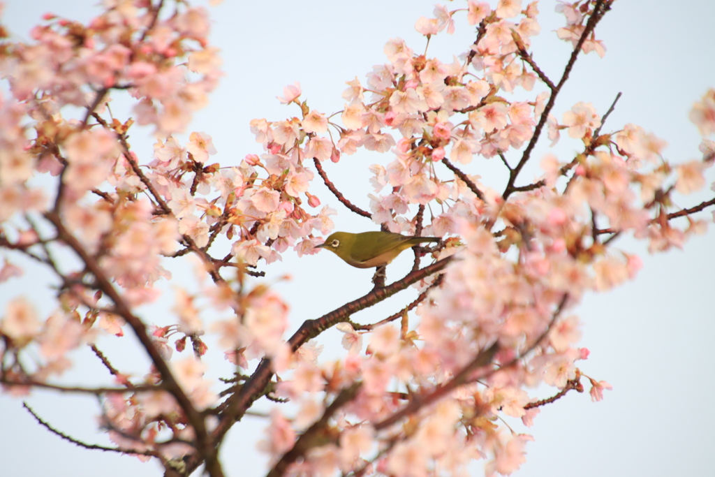 メジロと河津桜