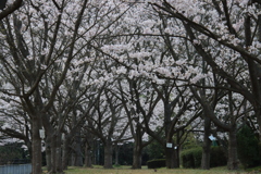 満開の桜並木
