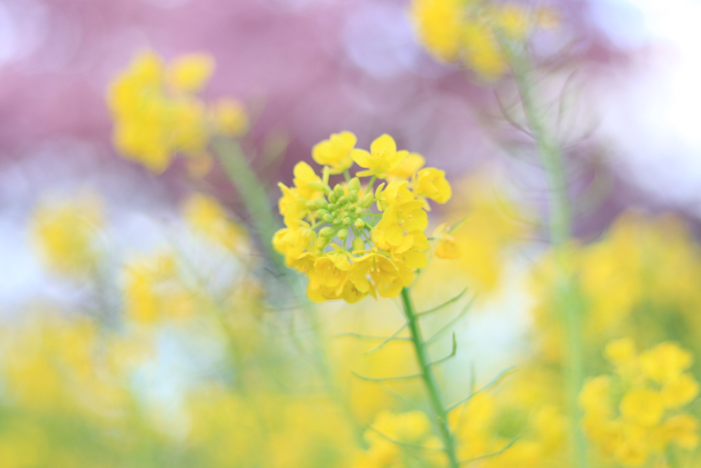 菜の花と河津桜3