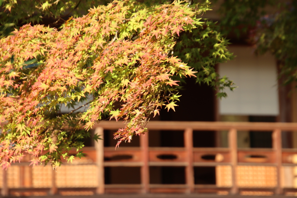 堀庭園2