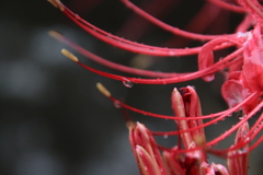 雨上がりの彼岸花4