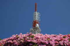ツツジとテレビ塔