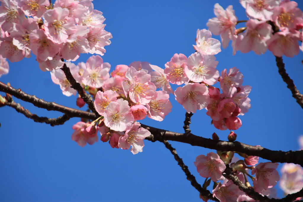 青空と河津桜