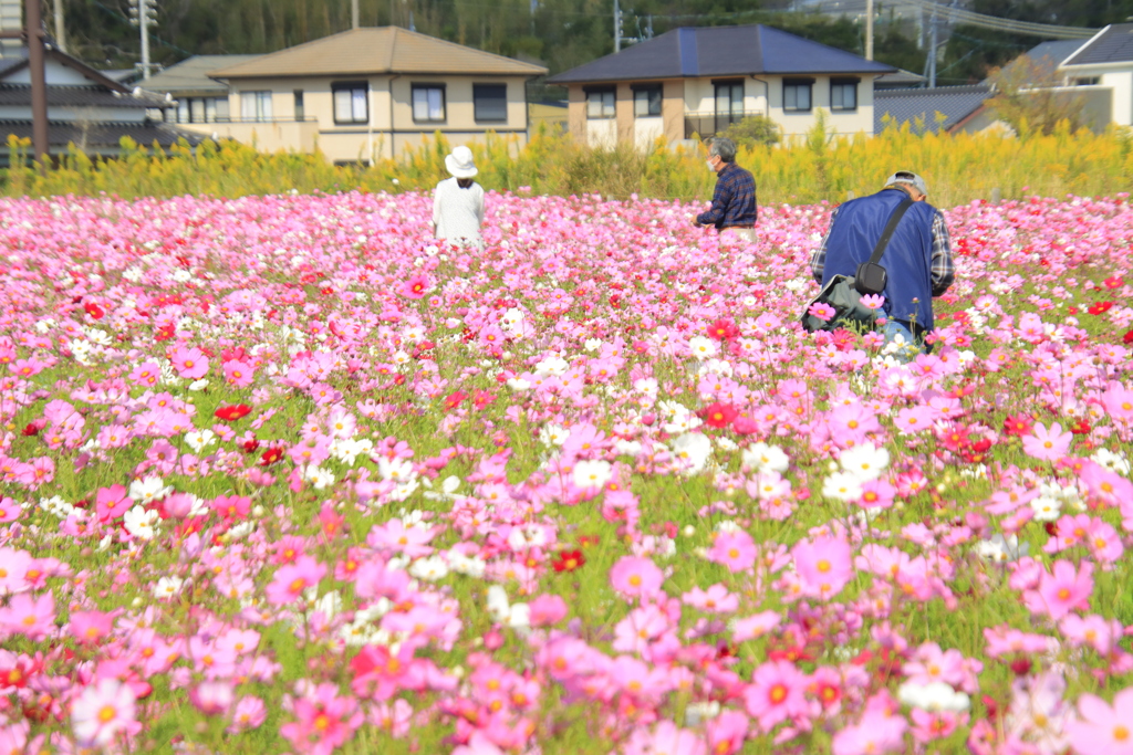 コスモス畑