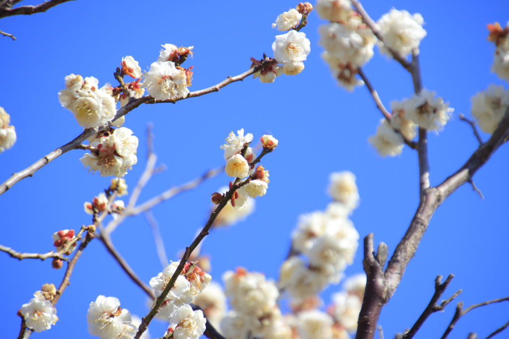 青空と白梅