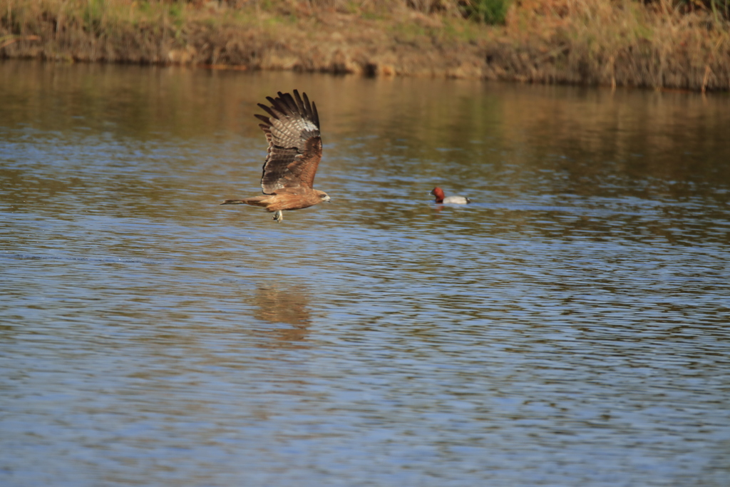トビとカモ