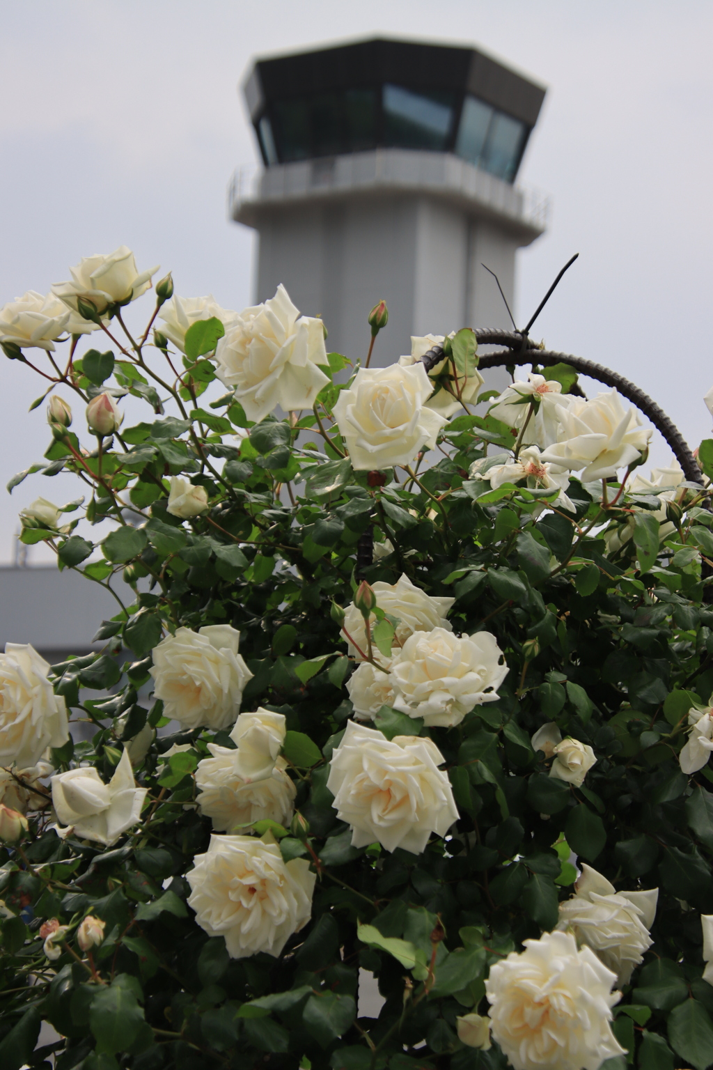 バラと管制塔