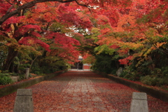 もみじのトンネル3