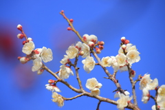 青空と白梅2