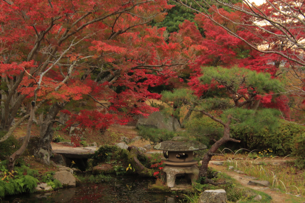 毛利庭園紅葉