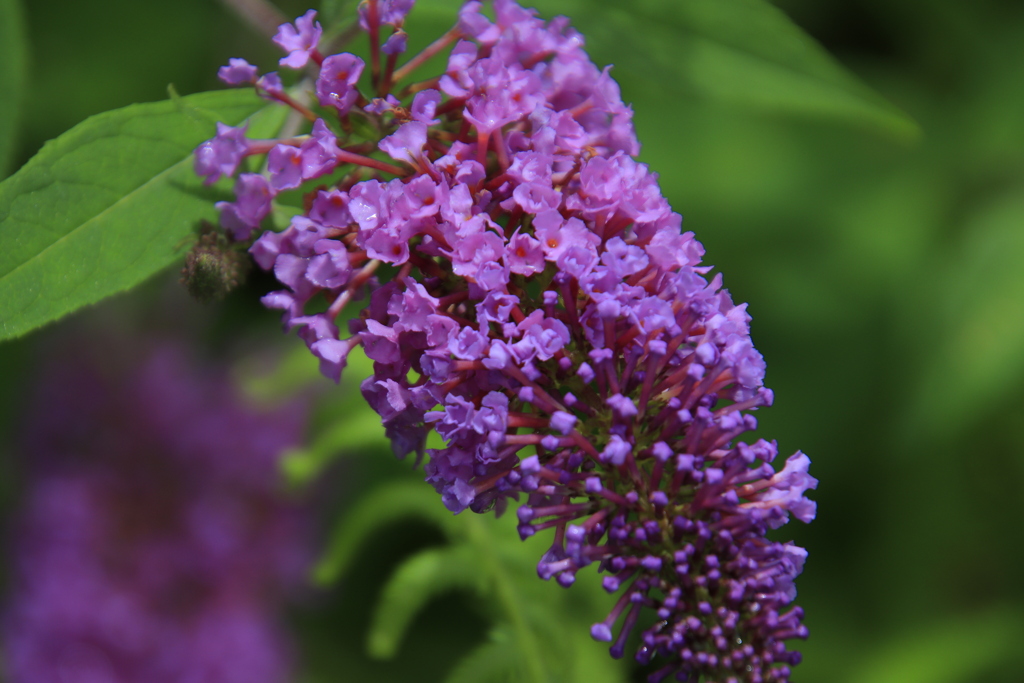 フサフジウツギ2