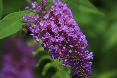 フサフジウツギ2