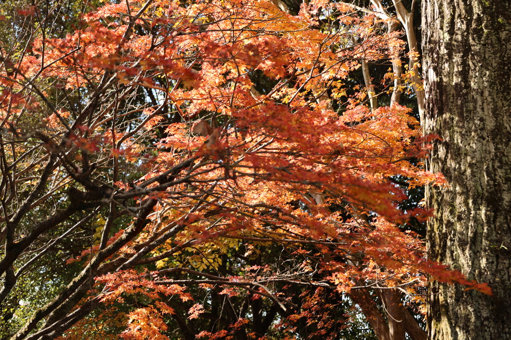 龍福寺紅葉2