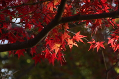 紅葉2
