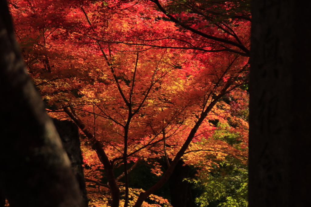 両足寺紅葉6