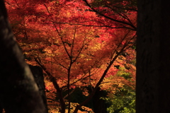 両足寺紅葉6