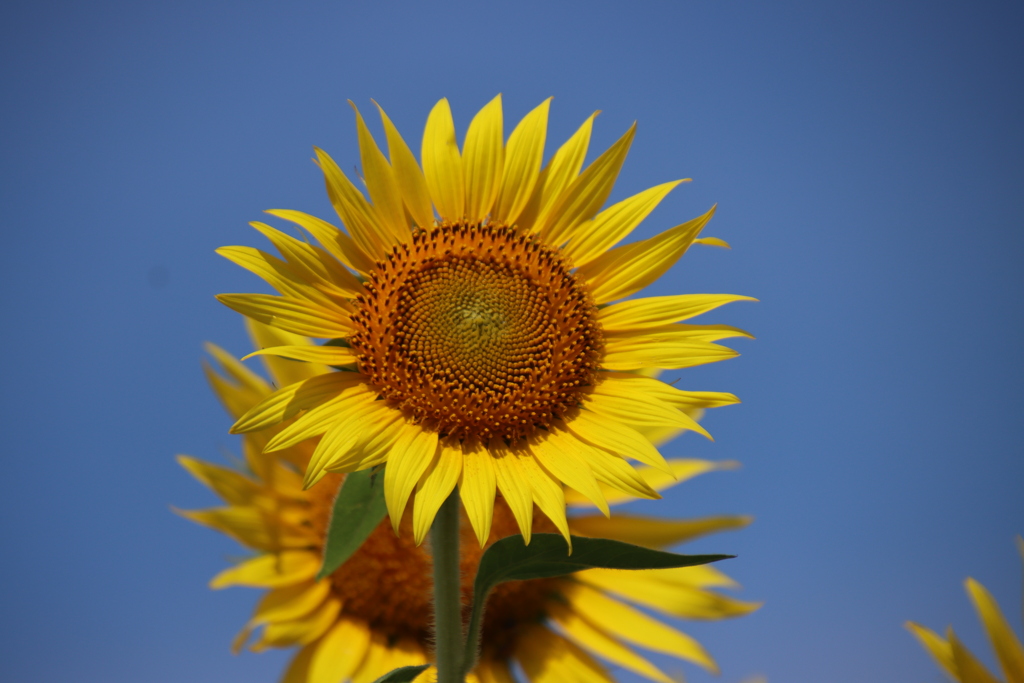 ひまわりと青空