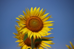 ひまわりと青空