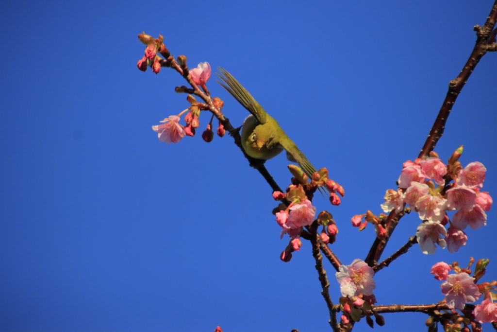 メジロと河津桜3