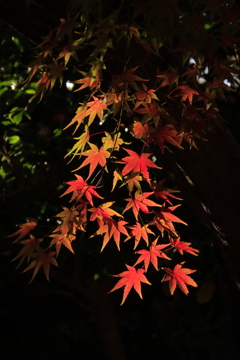 光るもみじ