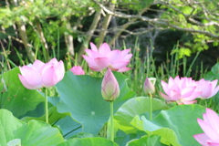 天平の池の大賀蓮4