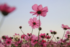 コスモス