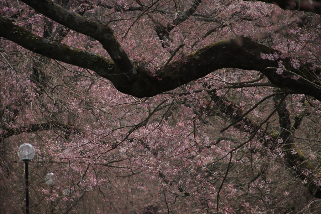 徳佐八幡宮しだれ桜