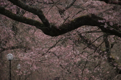 徳佐八幡宮しだれ桜