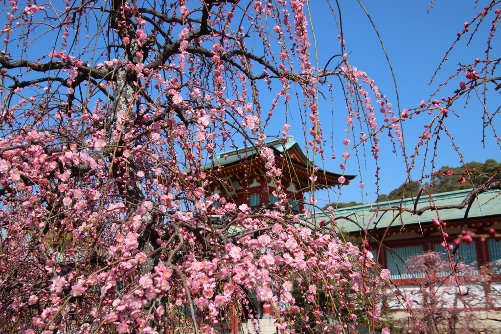 防府天満宮の枝垂れ梅