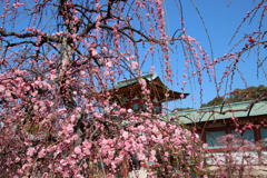 防府天満宮の枝垂れ梅