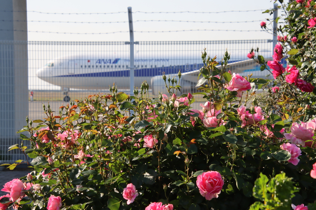 バラと旅客機