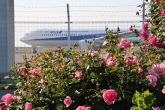 バラと旅客機