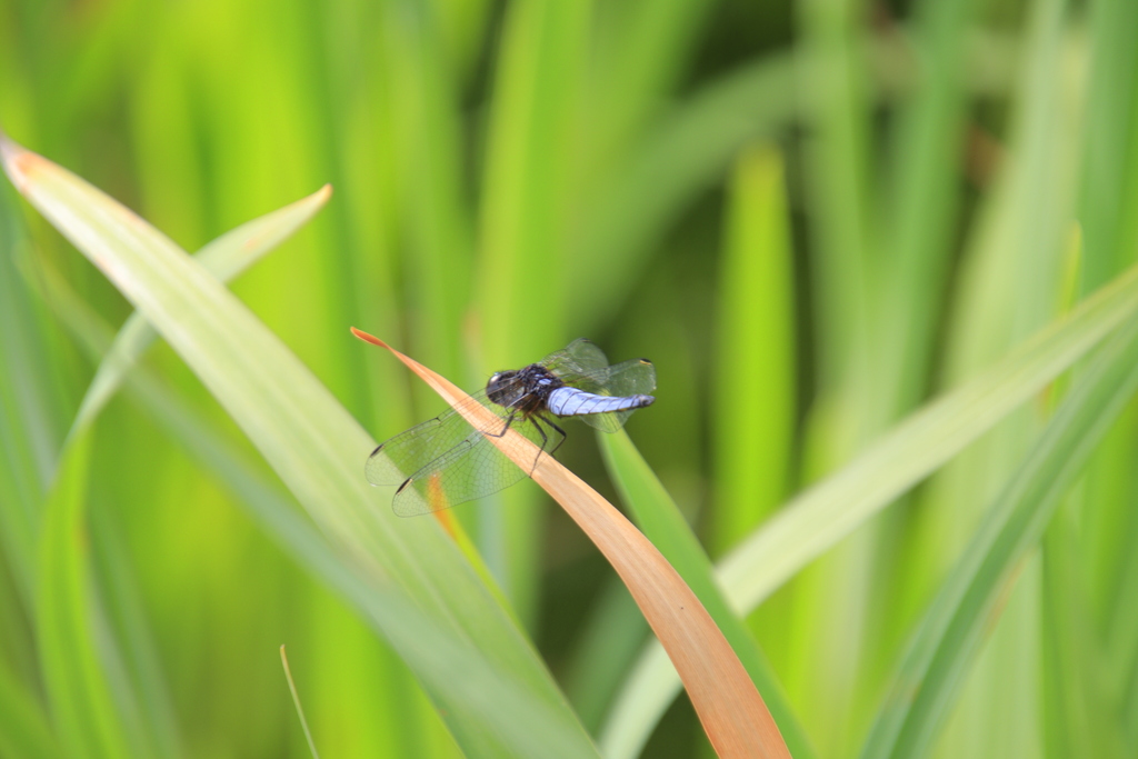 シオカラトンボ