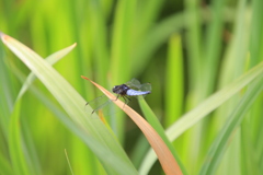 シオカラトンボ