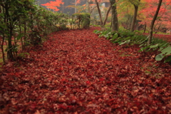落葉の道