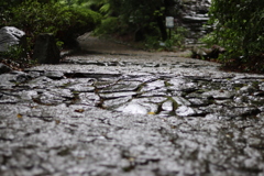 雨の石畳