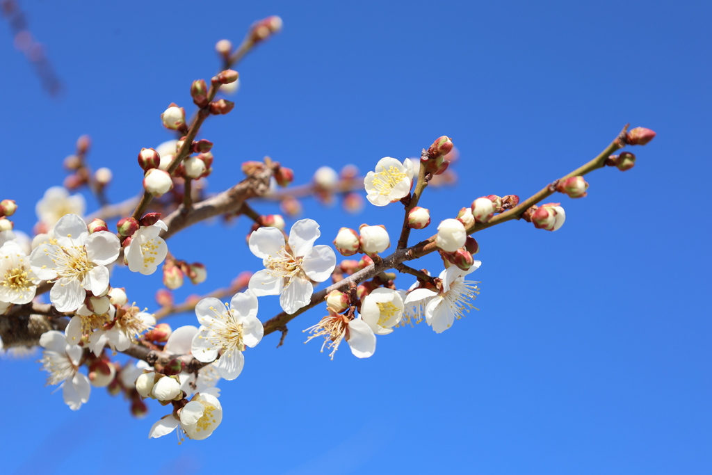 青空と白梅2